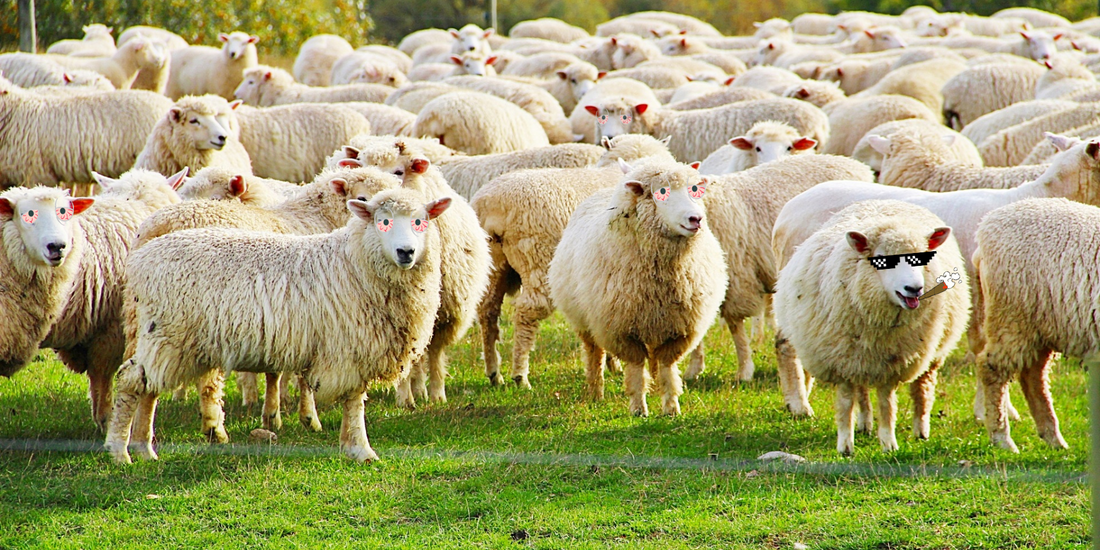When Sheep Get Stoned: The Great Greek Cannabis Caper of 600 Pounds