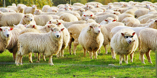 When Sheep Get Stoned: The Great Greek Cannabis Caper of 600 Pounds